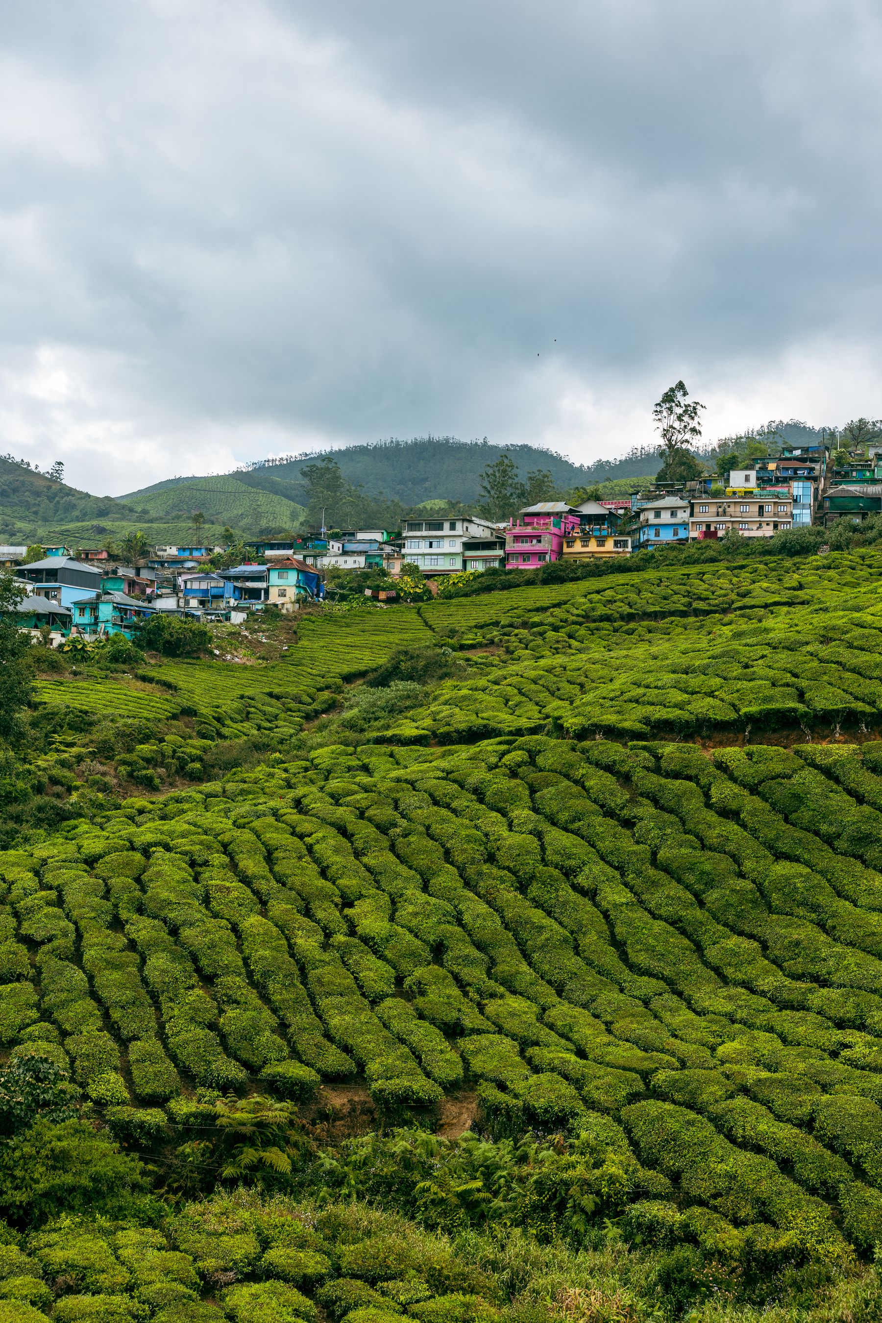 Tea Plantation Hillside And Village